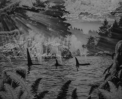 Killerwhale-Three-web